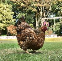 Chicken in garden