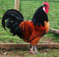 Vorwerk Cockerel in run