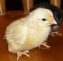 White Rosecomb Chick