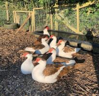 A flock of muscovy ducks.