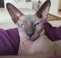 A sphynx cat with beautiful large ears.