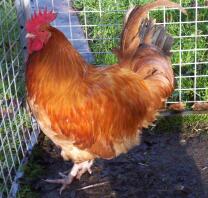 Lincolnshire Buff Cockerel in run