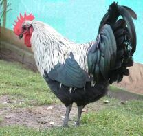 Norfolk grey poultry stock cockerel