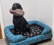 A dog sat in the Bolster dog bed in Doodle Dog print