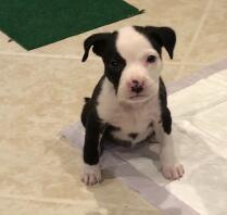 My baby Staffordshire Bull Terrior Sparky!