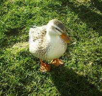 My minature silver appleyard duck .