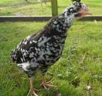 An 8 week old ancona chicken in a chicken run.