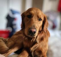 A close up of a brown Golden Retriever dog.