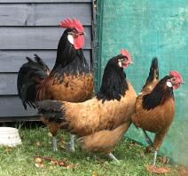 Chickens outside