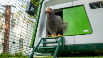 A chicken coming out of the Eglu Cube chicken coop