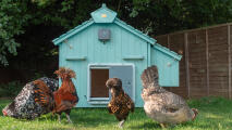 bright blue wooden coop with an automatic coop door opener