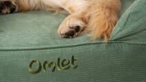 Close up of paws on Corduroy Moss Bolster Bed.