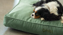 A dog resting on the cushion dog bed.