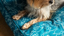 A dog resting on the cushion dog bed.