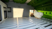 chickens enjoying the daylight coming into the eglu pro with the lux panel