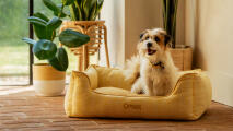 scruffy terrier sitting in a yellow nest bed