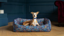 Whippet like dog in colorful nest dog bed