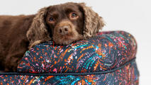 dog resting in memory foam bolster dog bed in bright pattern