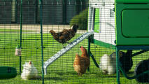 chicken climbing up a ladder to get into a large chicken coop