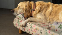 Golden Retriever sleeping on floral Bolster Dog Bed in Morning Meadow print.