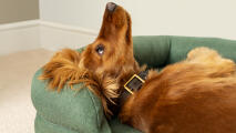 spaniel relaxing in a sage green coloured bolster dog bed