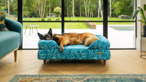supportive memory foam bolster dog bed in doodle dog print