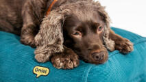 sustainable cushion dog bed in durable cord fabric