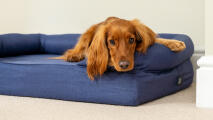spaniel looking out from a midnight blue bolster dog bed