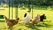 hens pecking the ground in the sunshine in a walk in run enclosure