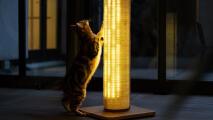 cat stretching up against the Switch cat scratcher with a warm light setting