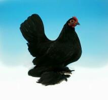 a black booted bantam chicken in the air