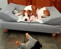 A dog resting on the Topology dog bed with Bolster topper.