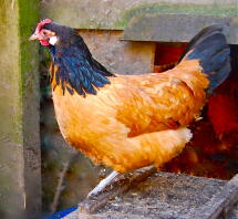 Hen standing on coop ladder