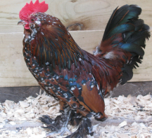 a brown and black cockerel chicken stood in a wooden chicken coop