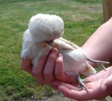 Holding a 6 week old polich chicken.