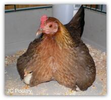 Old English Game Chicken sitting