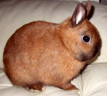 Cute rabbit