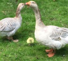 Proud gander and Gosling