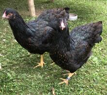 Two black chickens - Barnevelder.