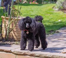 Toy Poodle in Garden