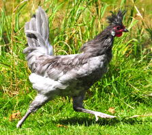 A blue appenzeller spitzhanben cockerel - 16 week old.