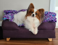 A dog resting in the Bolster dog bed in plum purple.