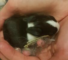 Cute rabbit in hand