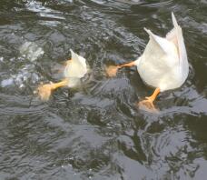 two ducks, one small and one large diving for food in water