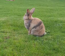 A caramel mini lop rabbit.