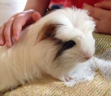 Crested guinea pig