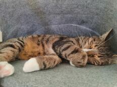 A cat sleeping in the felt den.