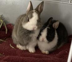 A netherlands dwarf rabbits sitting next to each other.