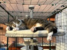 A cat sleeping on the outdoor cream cat cushion.
