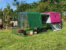 a large purple eglu cube with a run attached and a cover over the top, with chickens inside